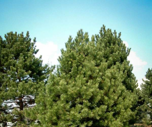 Pine