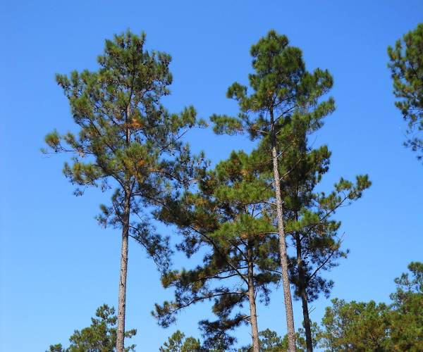Pine