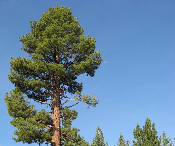 Pine