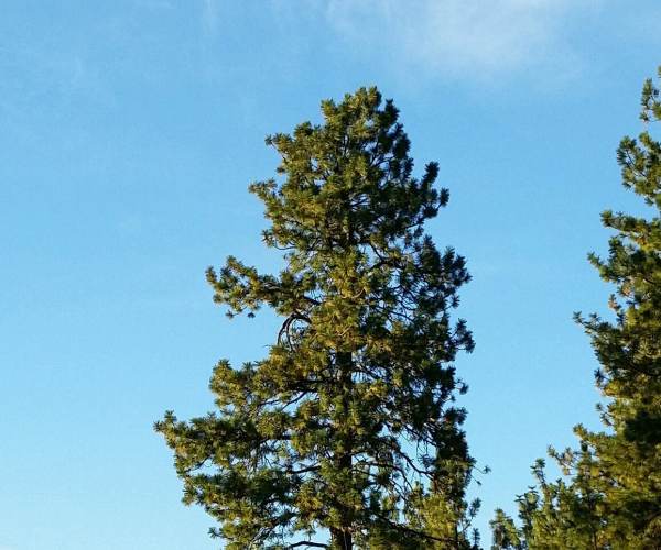 Pine