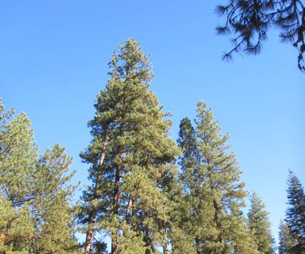 Pine