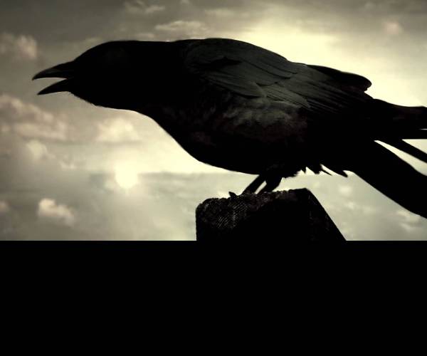 The Raven