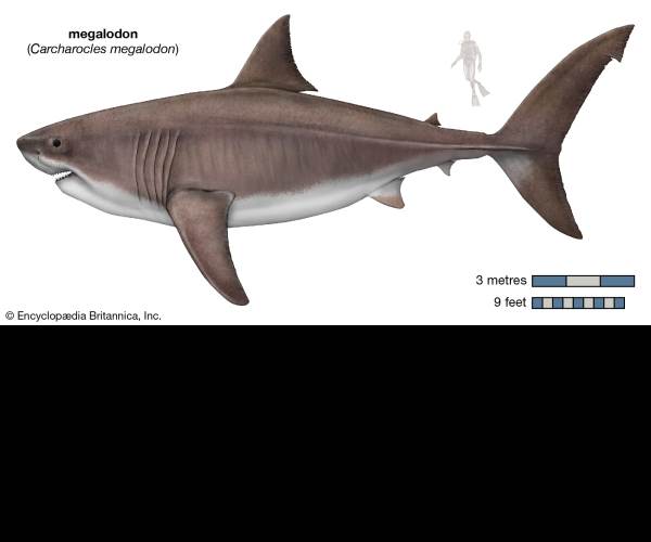 Megalodon