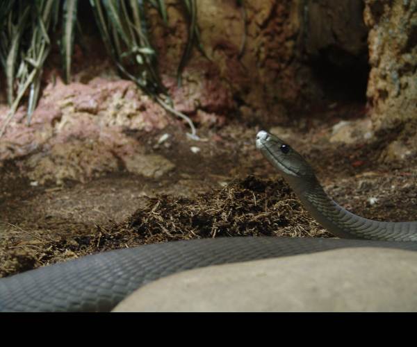 Mamba