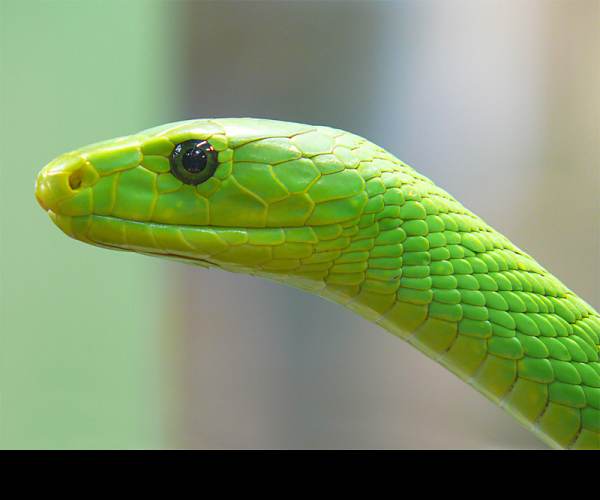 Mamba