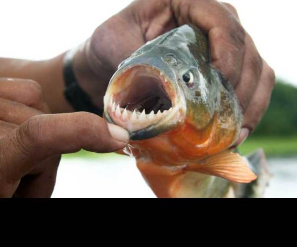 Piranha