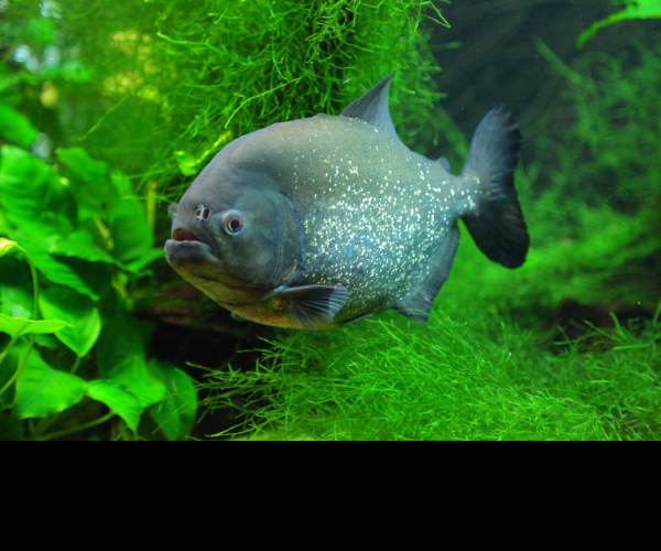 Piranha