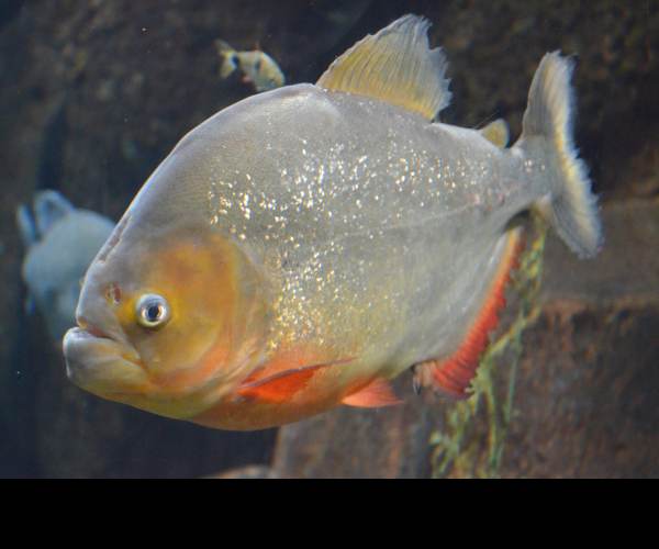 Piranha