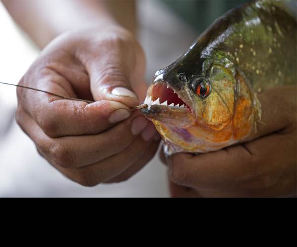 Piranha