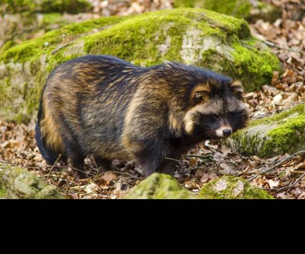 Tanuki Forest