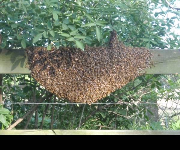 .SWARM
