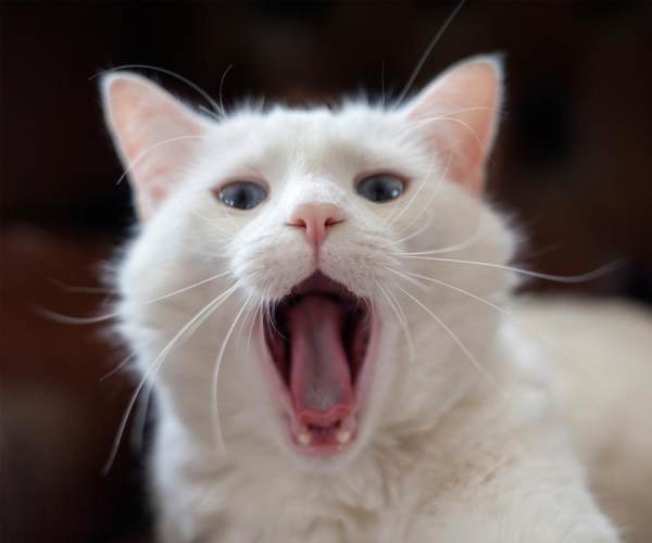 AAAAA!!!