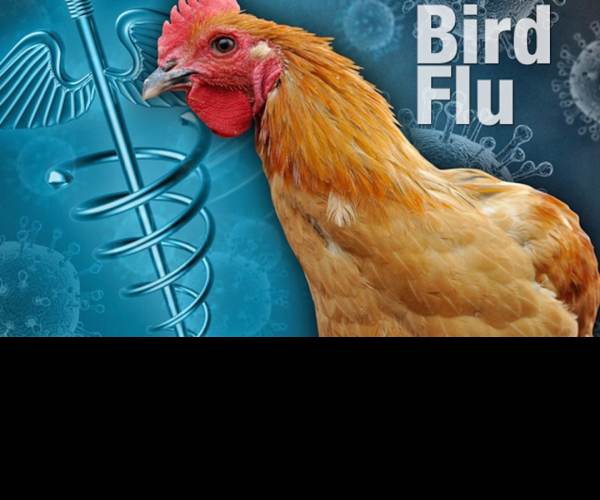 Bird Flu