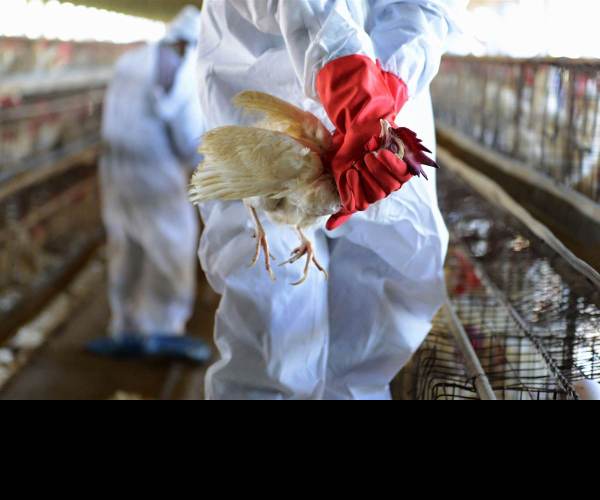 Bird Flu