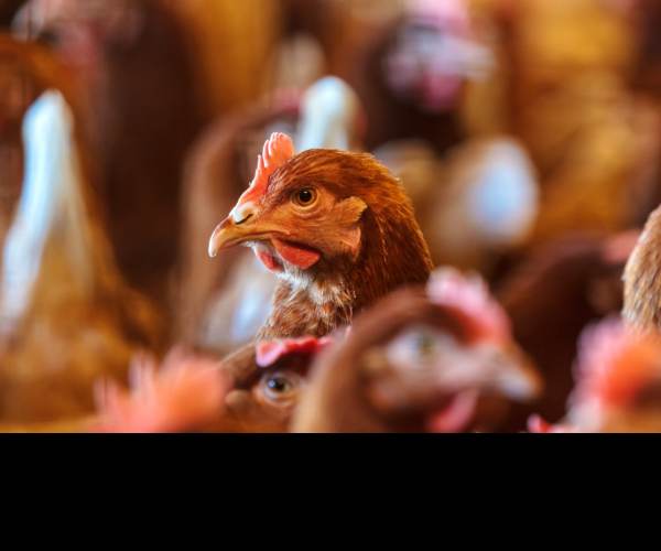 Bird Flu