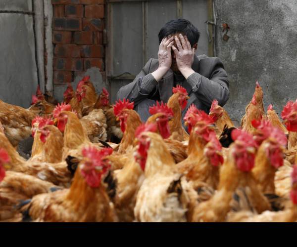 Bird Flu
