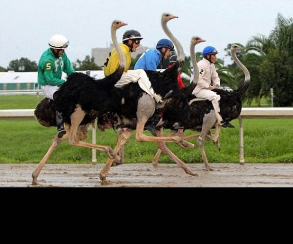 Pštros Turbo (Ostrich Runner)