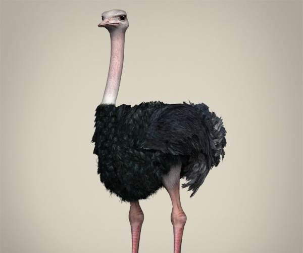 Pštros Turbo (Ostrich Runner)