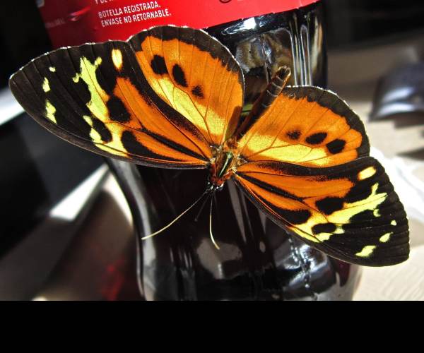 Harmonia