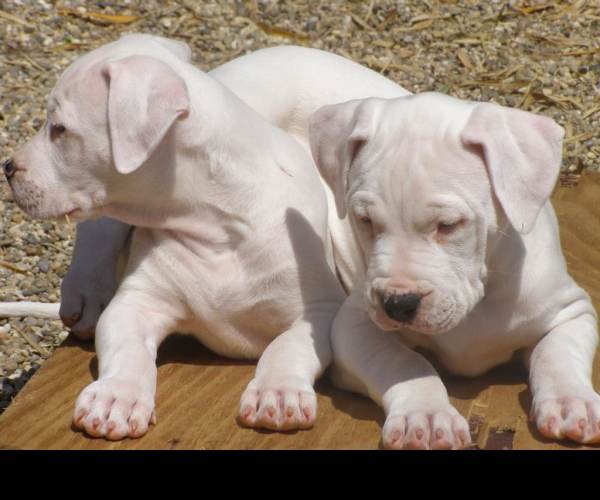 Dogos