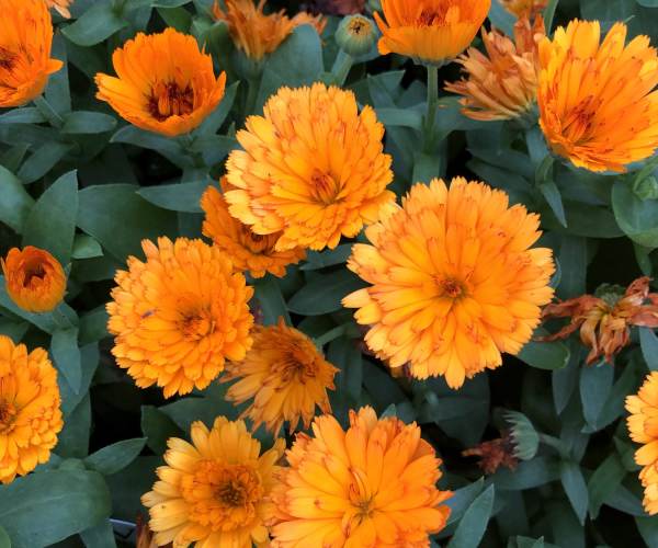 CALENDULA