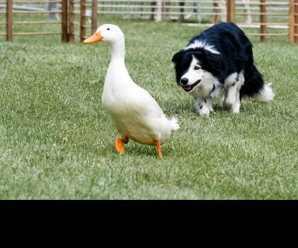 Herding Dog