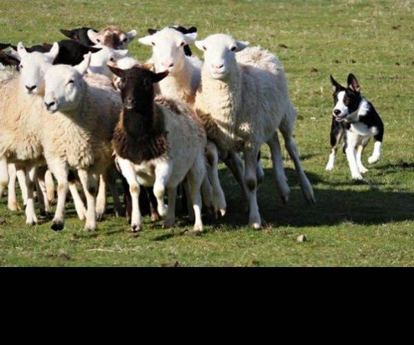 Herding Dog