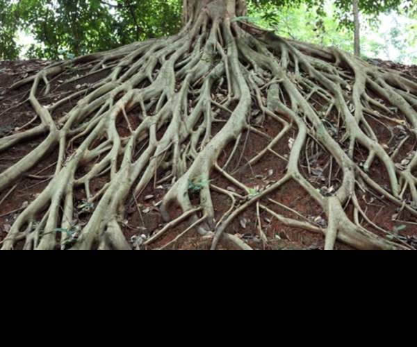 ROOT