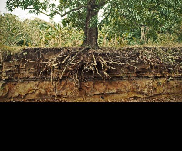 ROOT