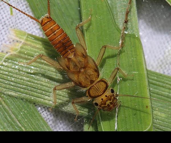 Stonefly