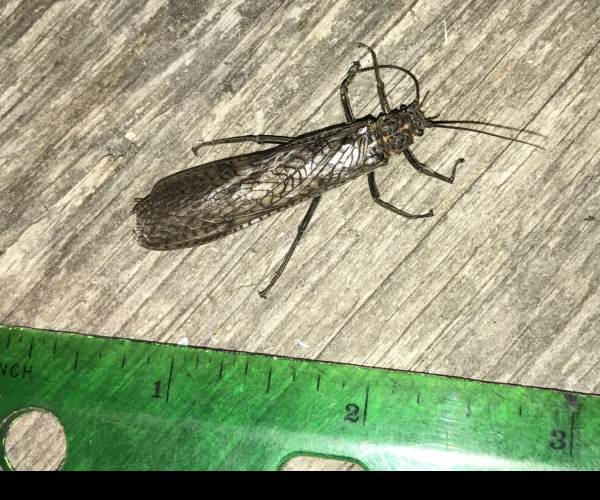 Stonefly