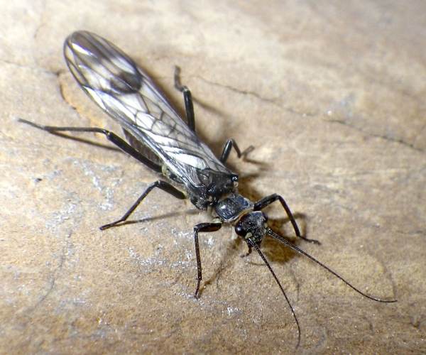Stonefly