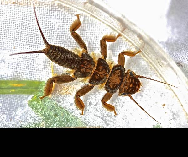 Stonefly