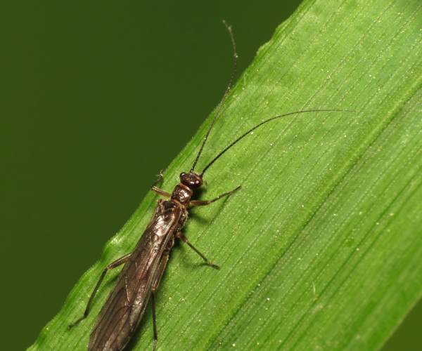 Stonefly