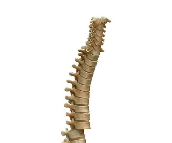 Backbone